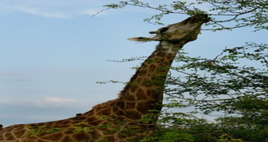 animal survival skills