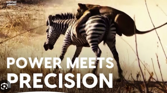 animal survival skills