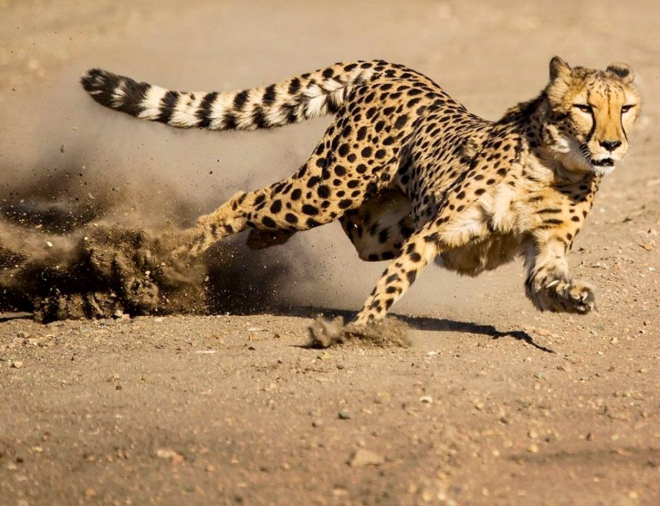 fastest animal