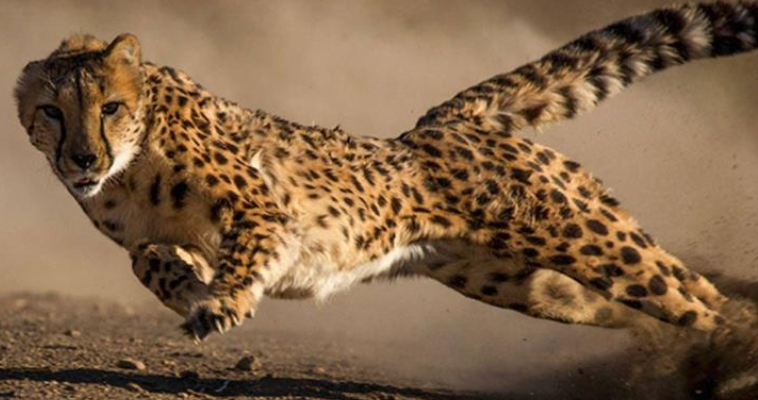 fastest animal