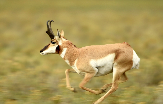 fastest animal
