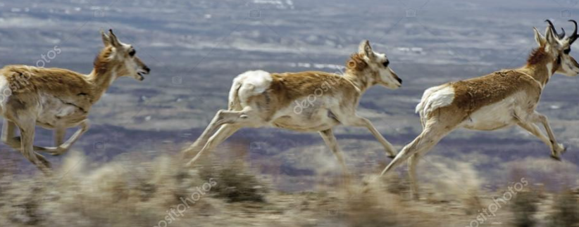 fastest animal