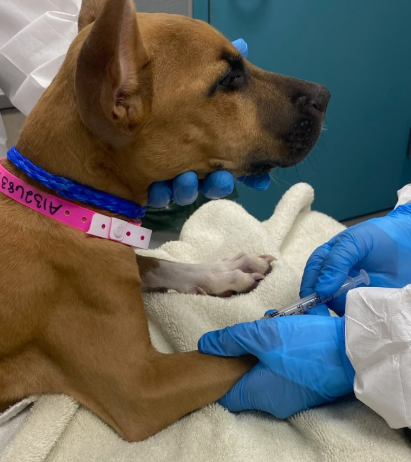 dogs disease