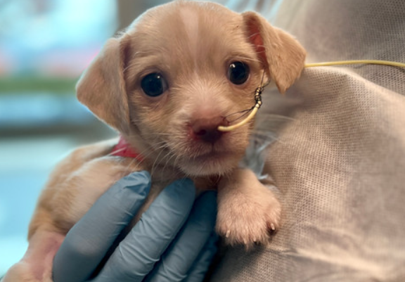 dogs disease