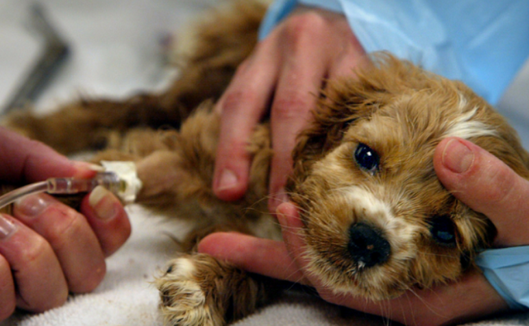 dogs disease