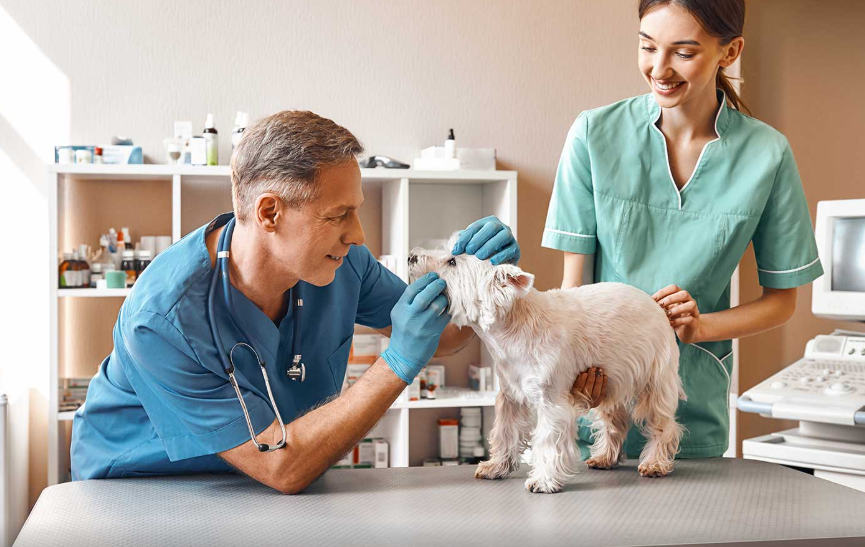 dogs disease
