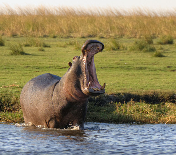 most dangerous animals in the world