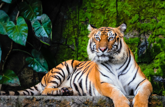 most dangerous animals in the world