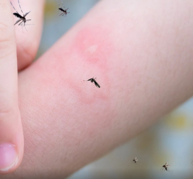 most dangerous animals in the world