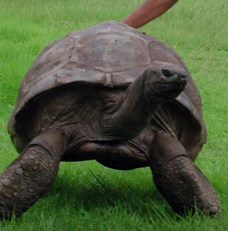 oldest animal on earth