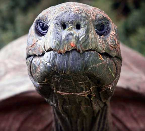 oldest animal on earth