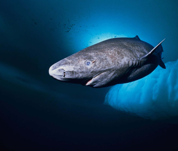 oldest animal on earth