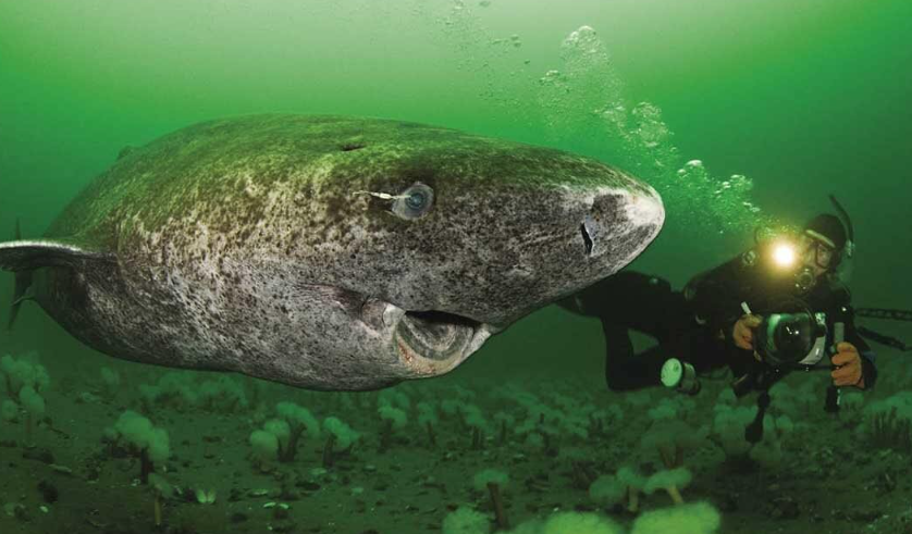 oldest animal on earth